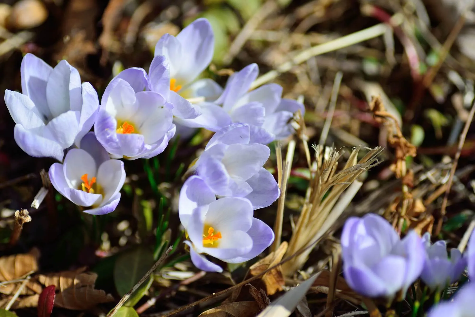 球根で育てるから簡単！春を告げる花、クロッカスの育て方のポイント | 植物とあなたをつなぐPlantia