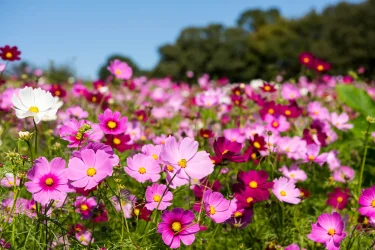 種まきから約3カ月で開花！秋に向けてコスモスを育ててみましょう