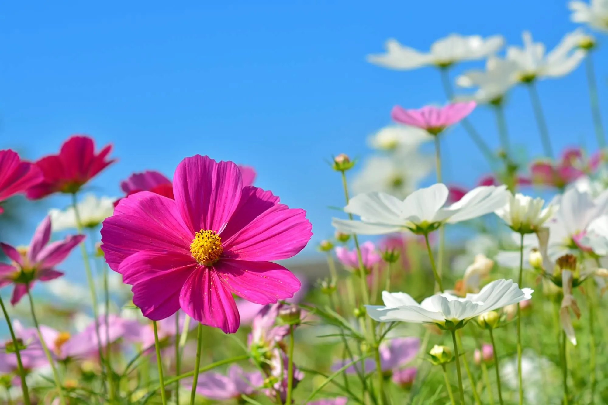 種まきから約3カ月で開花！秋に向けてコスモスを育ててみましょう