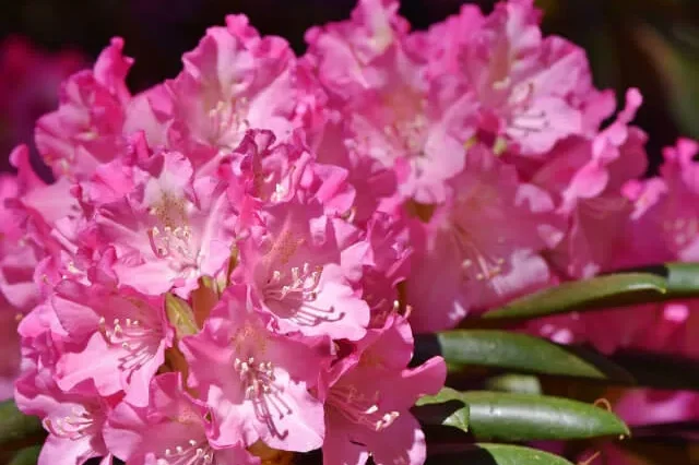 シャクナゲの育て方】 シャクナゲの花は絢爛豪華！主な品種や