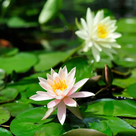 水面に咲く、幻想的な花。スイレンの育て方のポイントは？ | 植物と