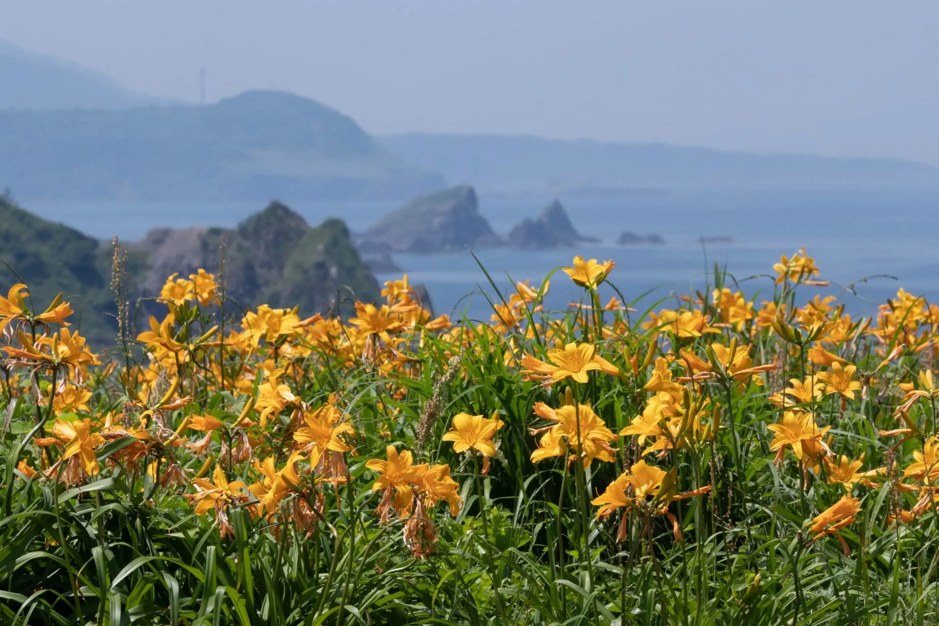 見てみたい、行ってみたい花の絶景８ 海岸の花回廊・佐渡 | 植物と 