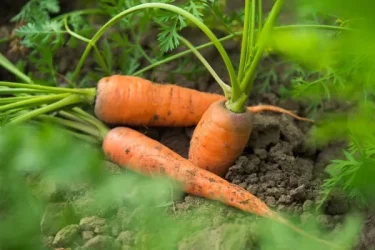 家庭菜園・ニンジン（人参）の育て方】 育てやすく栄養価が高いニンジンの栽培方法・育て方のコツとは | 植物とあなたをつなぐPlantia