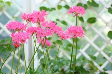 ダイヤモンドのように輝く花弁がきれい！秋に花開くネリネの上手な育て方 | 植物とあなたをつなぐPlantia