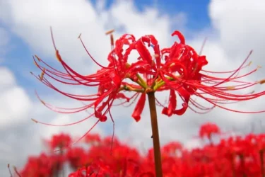 育てやすいヒガンバナ（リコリス）は、園芸初心者におすすめ！ | 植物