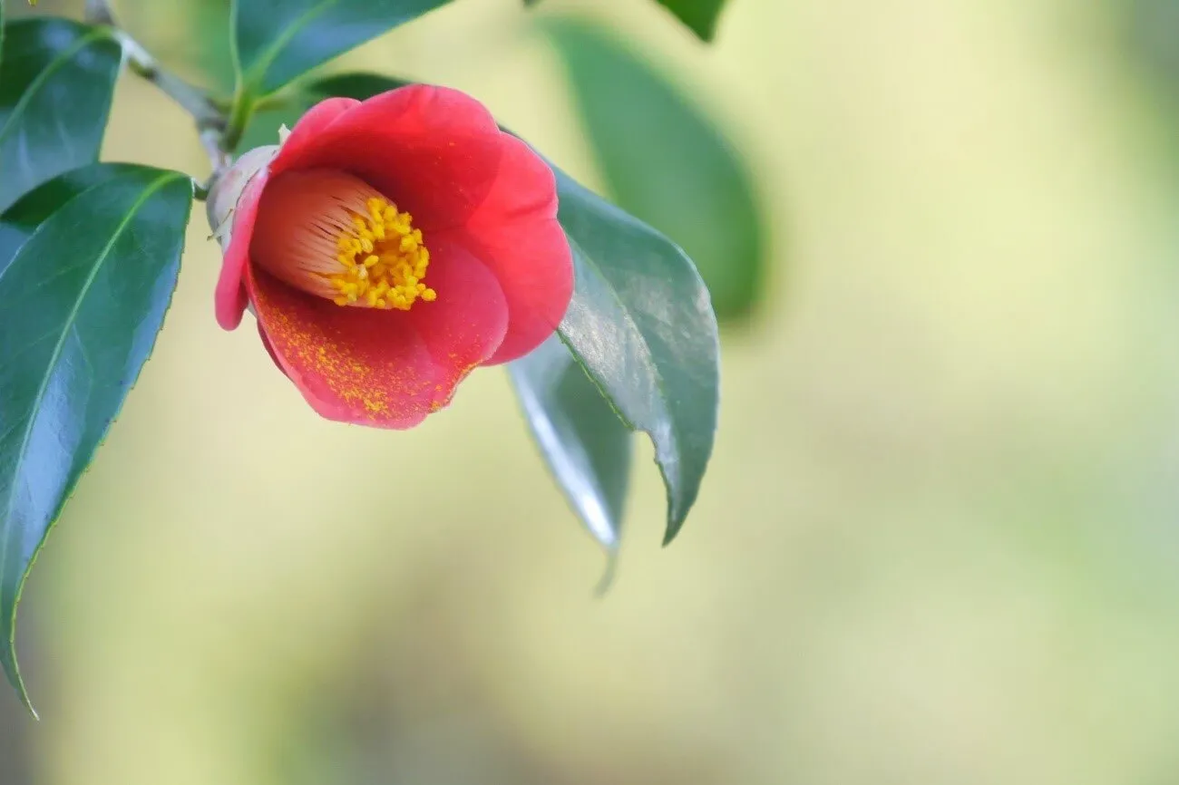 日本原産の美しい花。椿を自宅で育ててみよう | 植物とあなたをつなぐ