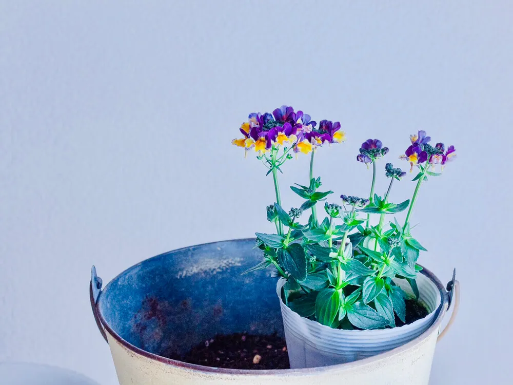 富田英明の春の寄せ植え ３つのポイントでステキな寄せ植えづくり | 植物とあなたをつなぐPlantia