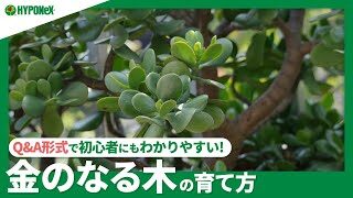 花言葉は「幸運を招く」！金のなる木を上手に育てるには？ | 植物とあなたをつなぐPlantia