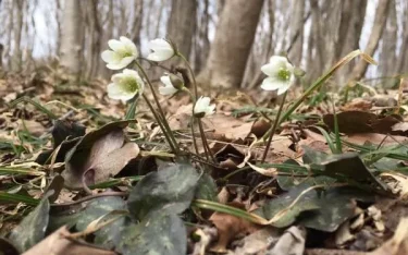 原種の雪割草に魅せられて －大野好弘－ | 植物とあなたをつなぐPlantia