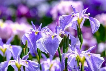 6月に咲く花5選｜ 梅雨を彩るおすすめ植物の育て方 | 植物とあなたを