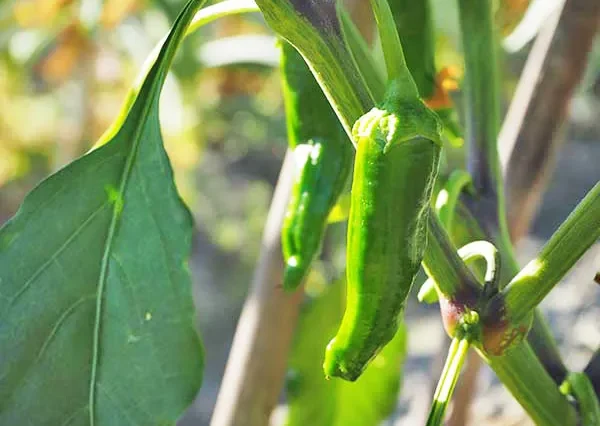 家庭菜園】【シシトウの育て方】種まきや料、水やり、収穫のポイントは？ | 植物とあなたをつなぐPlantia