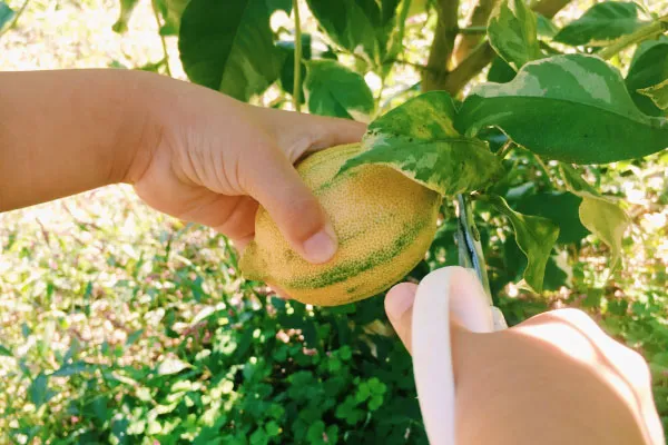 果樹栽培】 レモンを家庭で育てよう！ 栽培の基本やお手入れ方法、収穫 ...