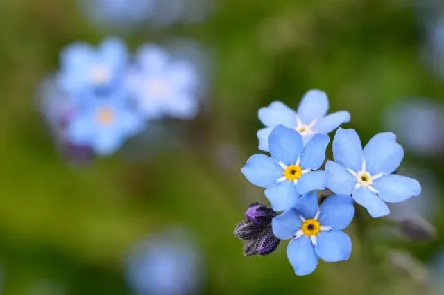 ワスレナグサの育て方】 ワスレナグサを栽培して、野趣のあふれる涼やかな花を堪能しよう | 植物とあなたをつなぐPlantia