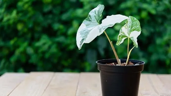 観葉植物】 シンゴニウムの育て方｜栽培温度や剪定など育て方のポイントをご紹介 | 植物とあなたをつなぐPlantia