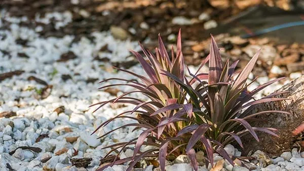 観葉植物】 コルジリネの育て方｜苗の植えつけ方法や枯れる原因について解説 | 植物とあなたをつなぐPlantia