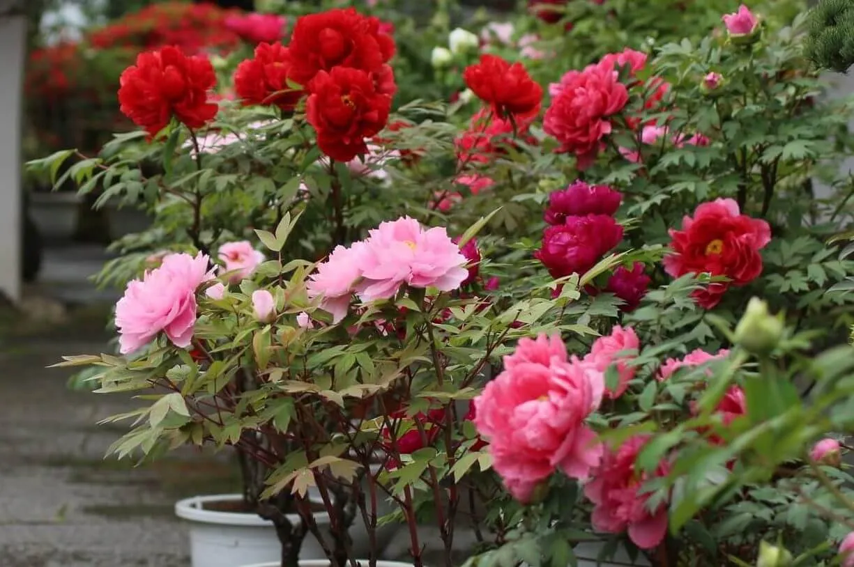 翌年もきれいな花を咲かせるために。鉢植えボタンを枯らさない方法