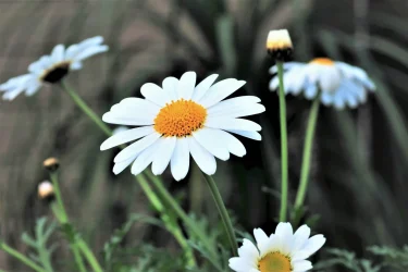 マーガレットの育て方】 晩秋から春に花を咲かせるマーガレット、育て