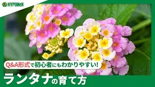 手鞠のような姿がかわいらしい！ ランタナを育てて花色の変化を楽しもう | 植物とあなたをつなぐPlantia