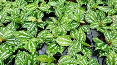 観葉植物】 失敗しないピレアの育て方！ピレアの品種ごとの特徴と選び方をご紹介 | 植物とあなたをつなぐPlantia