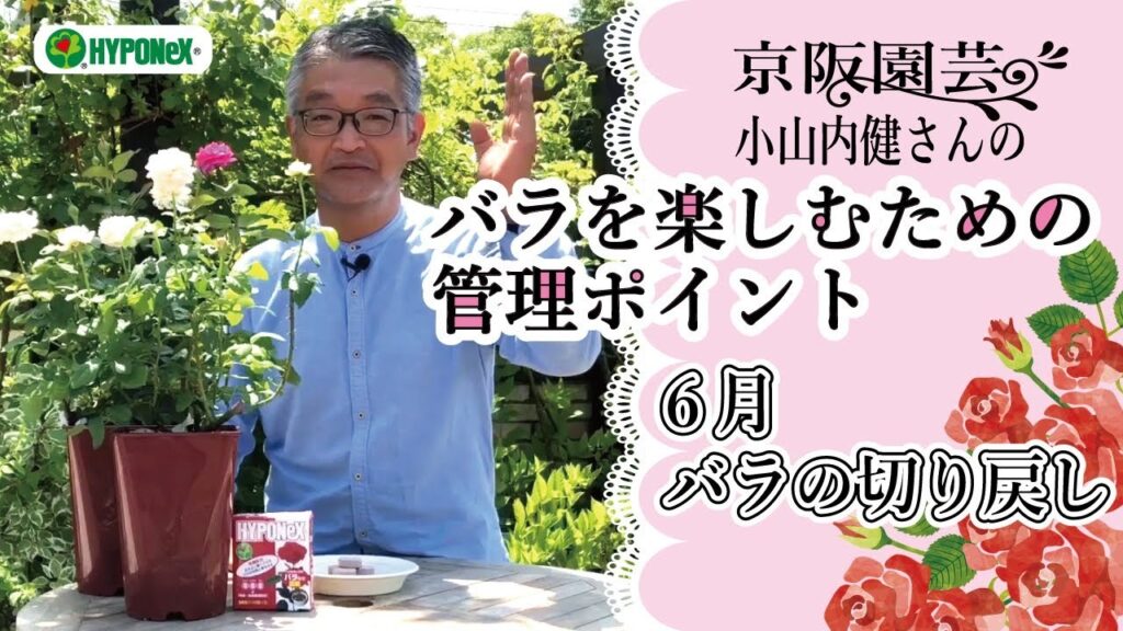 🌹6月のバラの管理🌹ーバラの切り戻しー京阪園芸 小山内健さんのバラを楽しむための管理ポイント