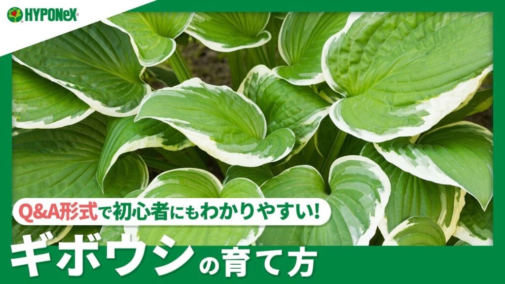 観葉植物】 ギボウシの育て方｜植え替えの方法や品種についてご紹介します | 植物とあなたをつなぐPlantia