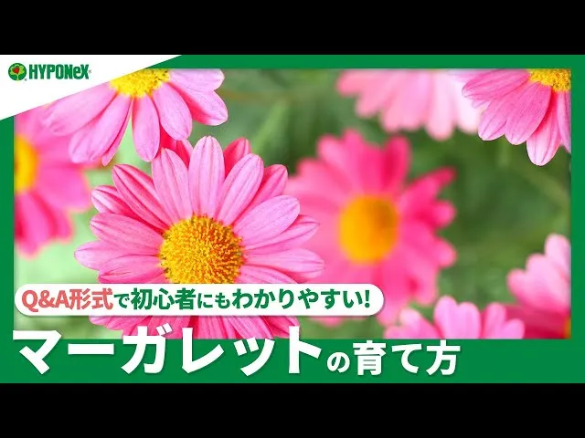 ☘98：マーガレットの育て方｜夏越え冬越えの注意点は？苗の選び方や水やりや肥料など日々の管理もご紹介【PlantiaQ&A】植物の情報、育て方をQ&A形式でご紹介