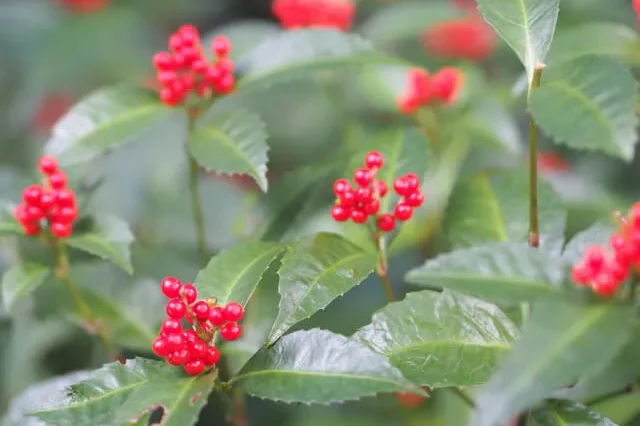 センリョウの育て方】鮮やかな実が冬のお庭に映える！ センリョウ