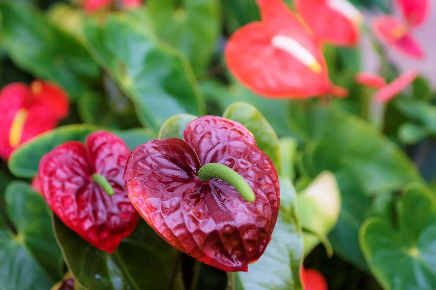 寄せ植え 花 アンスリウム観葉植物 - 日用品/インテリア