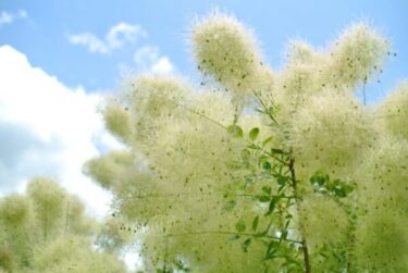 スモークツリーの育て方】｜ふわふわの花を楽しむための栽培のコツ | 植物とあなたをつなぐPlantia