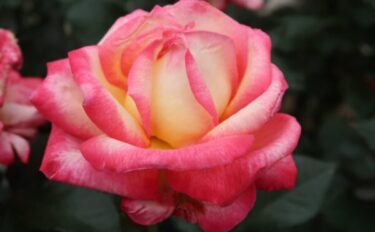 バラをもっと深く知る㉞ 昭和レトロのバラ① 目に新鮮なバイカラー