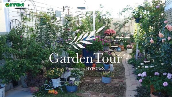 🕊Garden Tour🕊37：白い板塀でまとまりよく仕上げたどの季節もお花で華やかなお庭