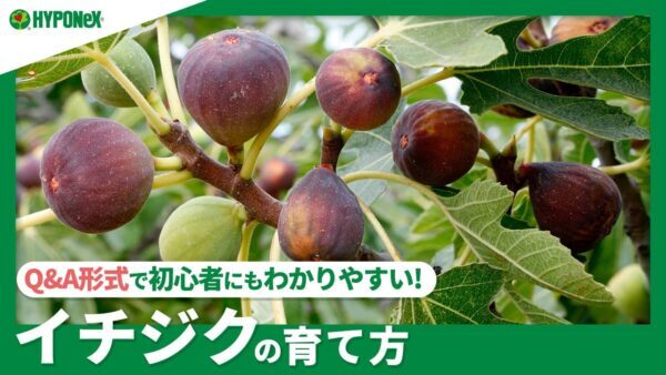 ☘253：【Q&A】イチジクの育て方｜果実を育てるためのポイントは？水やりや肥料などの管理方法もご紹介