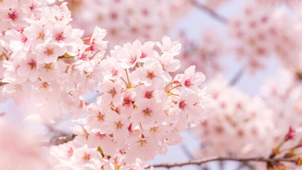 桜（サクラ）の種類を知ろう！主な品種一覧と日本の名所、基本的な育て方