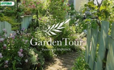 🕊Garden Tour🕊23：バラと草花の共演！ふんわり優しい雰囲気のナチュラルガーデン