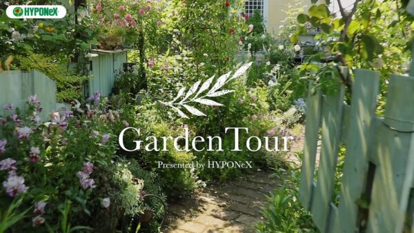 🕊Garden Tour🕊23：バラと草花の共演！ふんわり優しい雰囲気のナチュラルガーデン