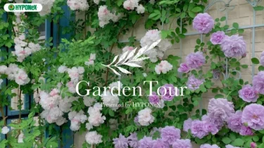 🕊Garden Tour🕊24：ブルーのパーゴラの白バラ群星とレイニーブルーが印象的なお庭