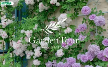 🕊Garden Tour🕊24：ブルーのパーゴラの白バラ群星とレイニーブルーが印象的なお庭