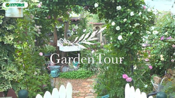 🕊Garden Tour🕊25：壁面のバラやDIYとディスプレイで赤毛のアンの風景を表現したお庭