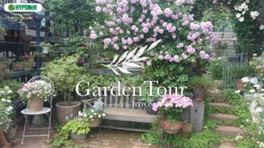 🕊Garden Tour🕊26：手作りのベンチやパーゴラに降り注ぐバラの咲いた景色が印象的なお庭