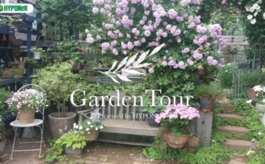 🕊Garden Tour🕊26：手作りのベンチやパーゴラに降り注ぐバラの咲いた景色が印象的なお庭