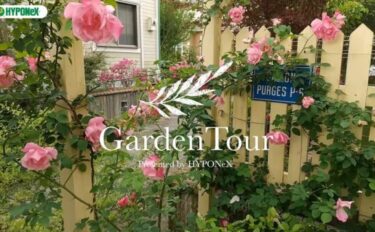 🕊Garden Tour🕊19：早咲きのバラが綺麗に咲き誇る、つるバラ+宿根草のナチュラルな雰囲気のお庭