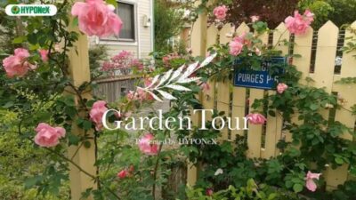 🕊Garden Tour🕊19：早咲きのバラが綺麗に咲き誇る、つるバラ+宿根草のナチュラルな雰囲気のお庭