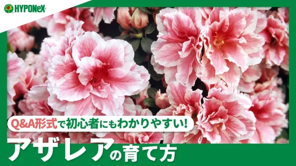 ☘86：アザレアの育て方｜苗の植えつけ方や日々の管理、水やりや肥料の与え方などご紹介