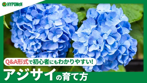 ☘79：アジサイの育て方｜土の性質によって花の色が変わるの?水やりや肥料の与え方などもご紹介