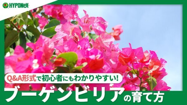 ☘77：ブーゲンビリアの育て方｜苗の植えつけ方や日々の管理、水やりや肥料の与え方などご紹介