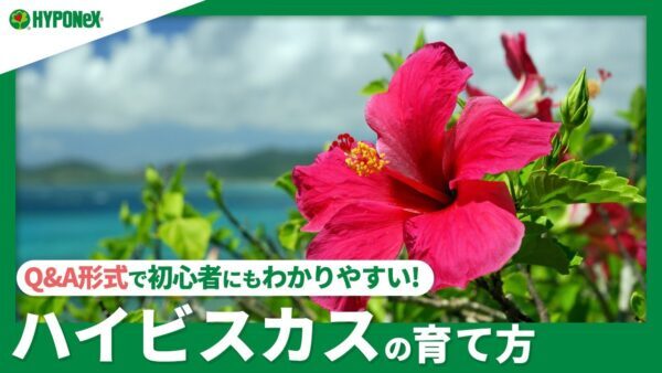 ☘108：ハイビスカスの育て方｜地植えと鉢植えはどちらが良い？水やりや肥料、日々の管理もご紹介