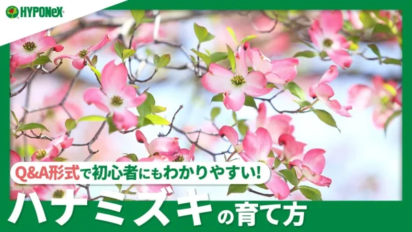 ☘44｜ハナミズキの育て方｜花が咲かない原因は？苗木の植えつけ方や肥料の与え方などもご紹介タンの育て方