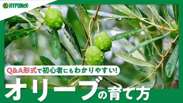 ☘03:オリーブの育て方｜植えつけや植えかえ、肥料のコツなどをご紹介