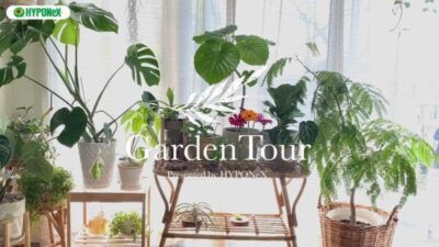 🕊Garden Tour🕊13：種類豊富なモンステラと、ハンギングした植物の長いつるが印象的なお部屋