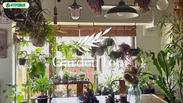 🕊Garden Tour🕊14：天井から吊り下げた観葉植物やドライフラワーがジャングル感を演出するお部屋